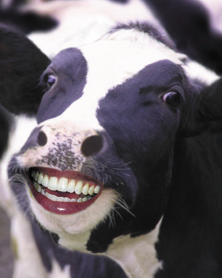 sapi aja bisa tersenyum